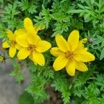 Bidens ferulifolia Кветка