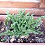 Crassula muscosa 葉