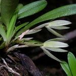 Maxillaria brachybulbon Іншае