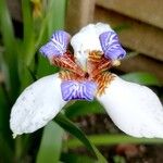 Trimezia gracilis Flower