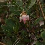 Arctostaphylos uva-ursi 花