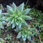 Sempervivum globiferum Folla