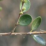 Fernelia buxifolia Feuille