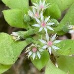 Aeonium goochiae Blomst