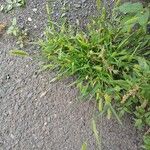Setaria viridis Hábito