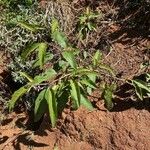 Solanum incanum Habit