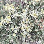 Eryngium campestreKwiat