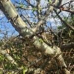 Commiphora madagascariensis Rhisgl