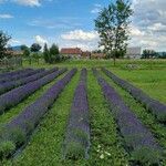 Lavandula × intermedia Flower