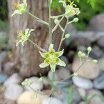 Anticlea elegans Blomma