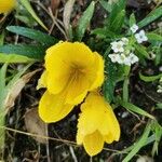 Sternbergia sicula Flower