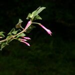 Fuchsia microphylla Blüte