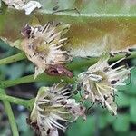 Pyrus pyrifolia Flower