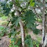 Philodendron bipinnatifidum Leaf