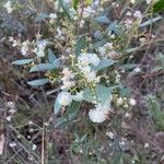 Acacia myrtifolia Flor