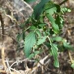 Scrophularia calliantha Leaf