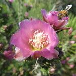 Cylindropuntia kleiniae Flower