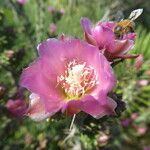 Cylindropuntia kleiniae 花