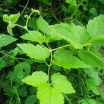 Clematis brachiata Leaf