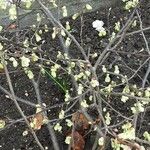 Corylopsis pauciflora Хабит