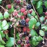 Rubus fruticosusPlod