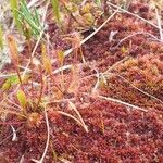 Drosera anglica Çiçek