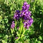 Anacamptis morio Elinympäristö