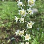 Anticlea elegans Flower