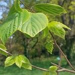 Hovenia dulcis Frunză