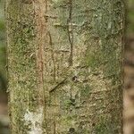 Licania densiflora Bark