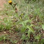 Inula salicina Libunga
