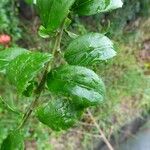 Hibiscus schizopetalus Leaf