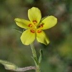 Helianthemum salicifolium Blüte