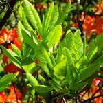 Rhododendron calendulaceum Likasa