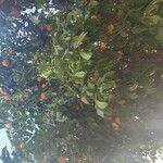 Citrus × aurantium Folla