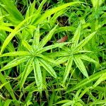 Cyperus albostriatus Ліст