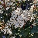 Viburnum tinusBlomst