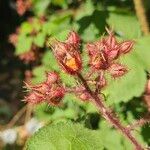 Rubus phoenicolasius Mbuma