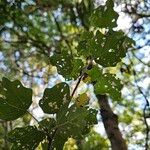 Populus × canescens Ліст