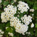 Spiraea × vanhoutteiBlodyn