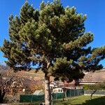 Pinus resinosa Hábitos