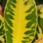 Codiaeum variegatum Leaf