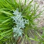 Artemisia maritima Leaf