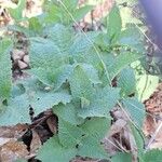 Salvia glutinosa Leaf