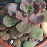 Echeveria gibbifloraFolio