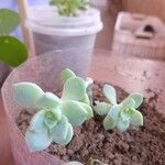 Sedum mendozae List