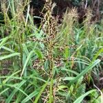 Scleria gaertneri Flower