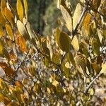 Simmondsia chinensis Φρούτο