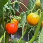 Solanum aethiopicum Fruit