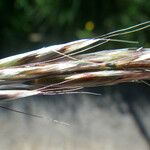 Helictochloa pratensis Fruit